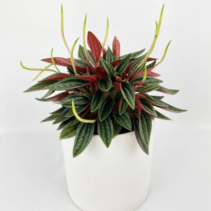 Bumble Plants - Wholesale Live Plant - Peperomia Rosso1