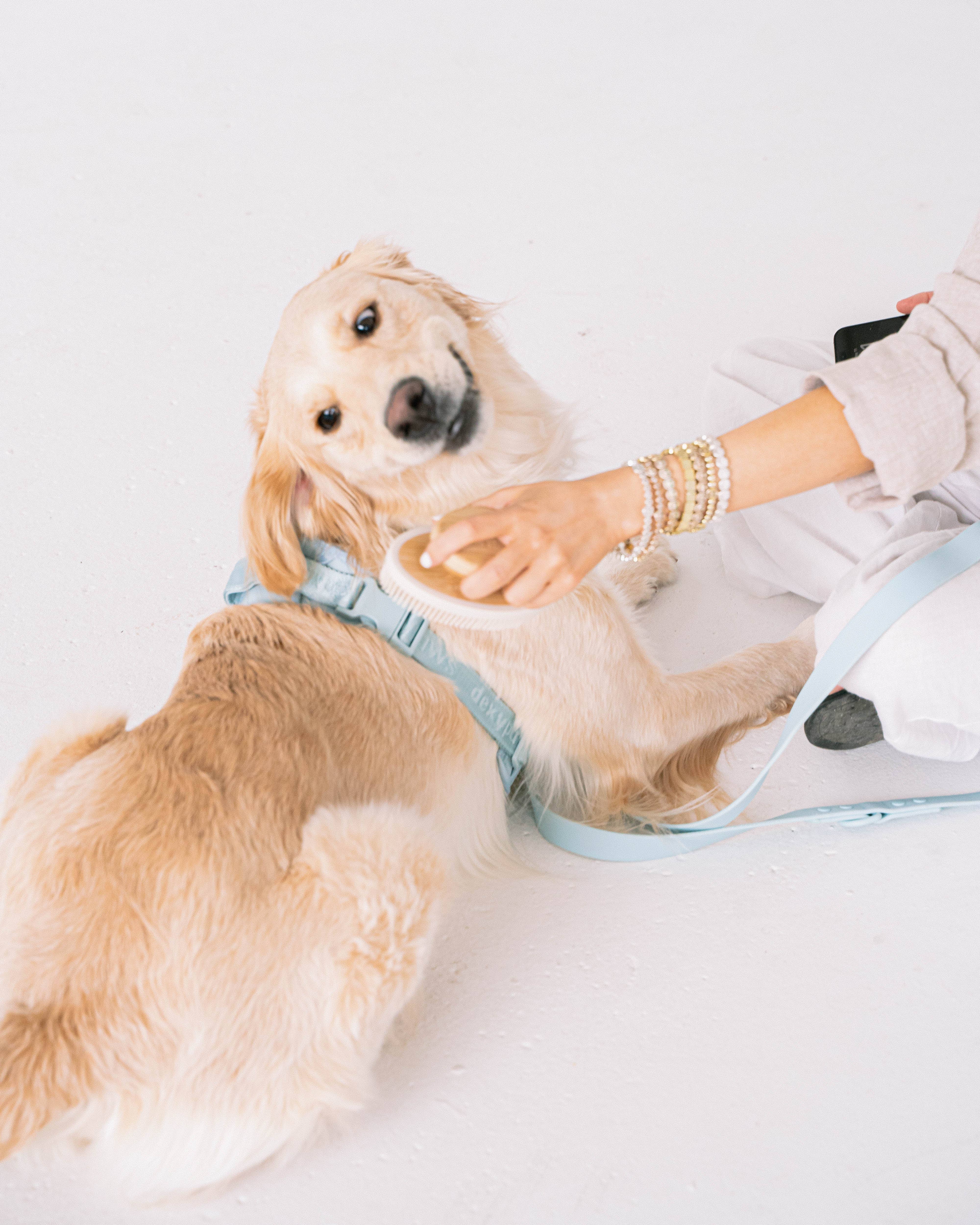 dexypaws - Wholesale Pet Brush - Cat/Dog - Soft Silicone Bristle Brush for dogs & cats3