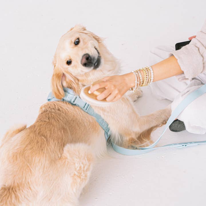 dexypaws - Wholesale Pet Brush - Cat/Dog - Soft Silicone Bristle Brush for dogs & cats3