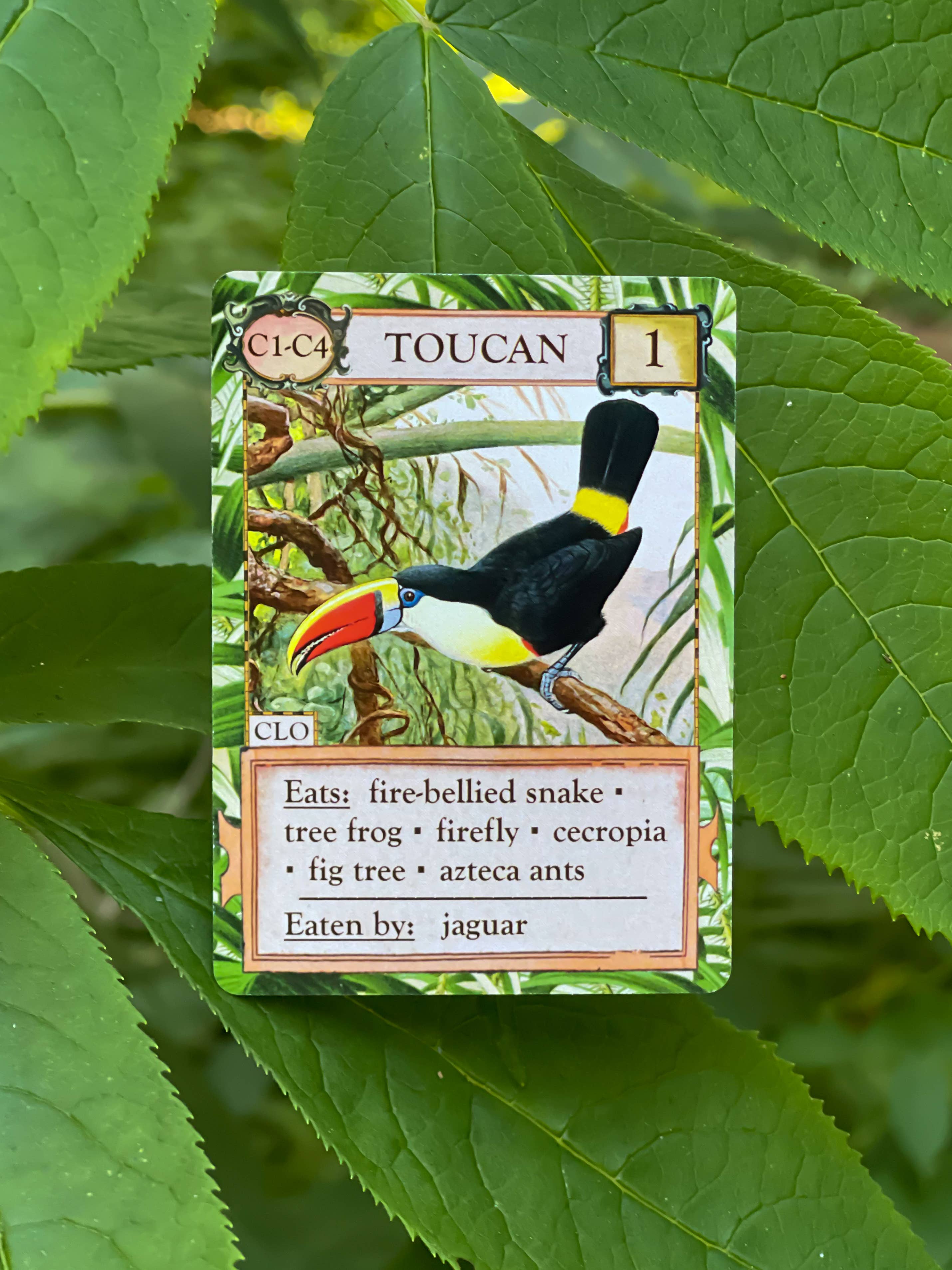 Montrose Biology - Wholesale Card Game - Ecologies: Hidden Habitats Card Game3