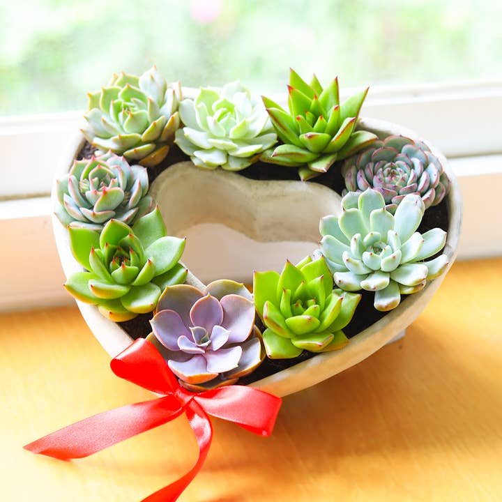 Best Plant Friend - Wholesale Succulent - Large Succulent Heart Arrangement - Mother's Day Gift 2025