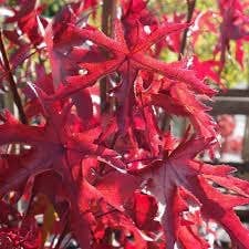 The Rike - Wholesale Plant Seeds -  American Sweetgum Tree Seeds for planting 4 pack x 40 Seeds8