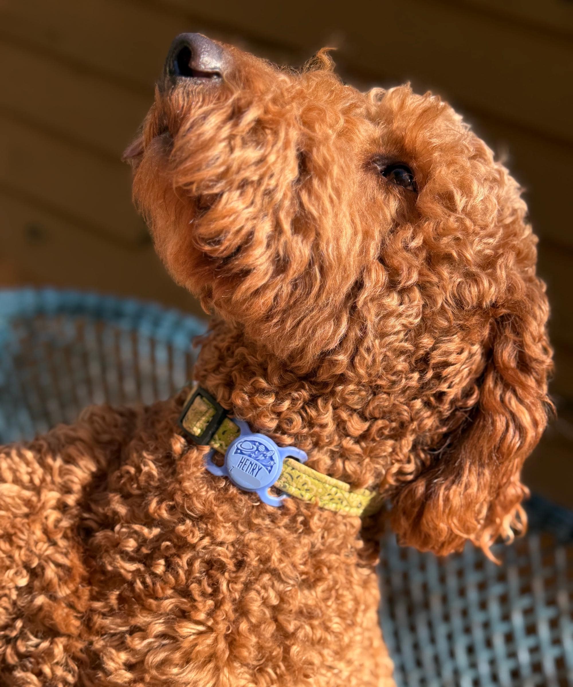 Besties Pets - Wholesale Pet Identification Tag - Cat/Dog - Slim Slide-On Silicone Pet ID Tag | Classic Name5