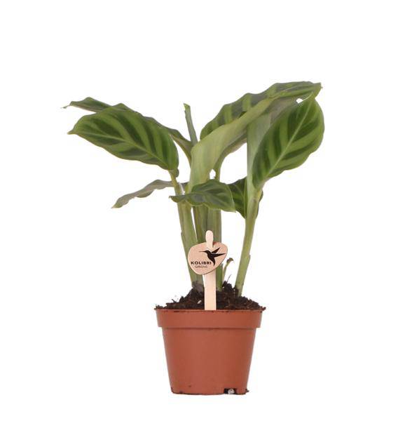 Oasis of Life - Wholesale Echte plant - Calathea – Korbmarant – Kamerplant Ø6cm – Luchtzuiverende tropische bladplant met opvallend bladpatroon – Onderhoudsvriendelijke decoratieve plant voor woning & kantoor0