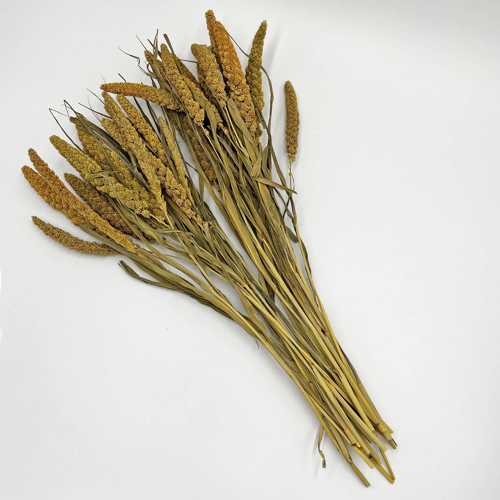 2626 Designs - Wholesale Dried/Pressed Flowers - Dried Preserved Millet Flower 21" Multiple Colors11