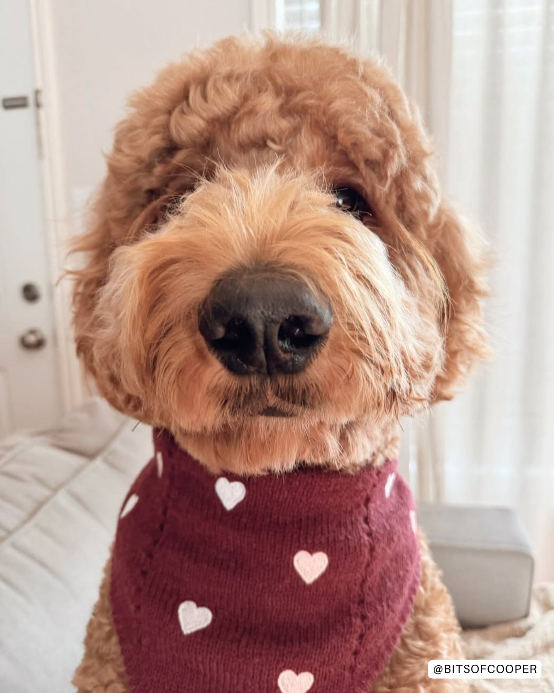 The Deluxe Pup - Wholesale Pet Bandana - Dog - BANDANA | CHÉRIE7