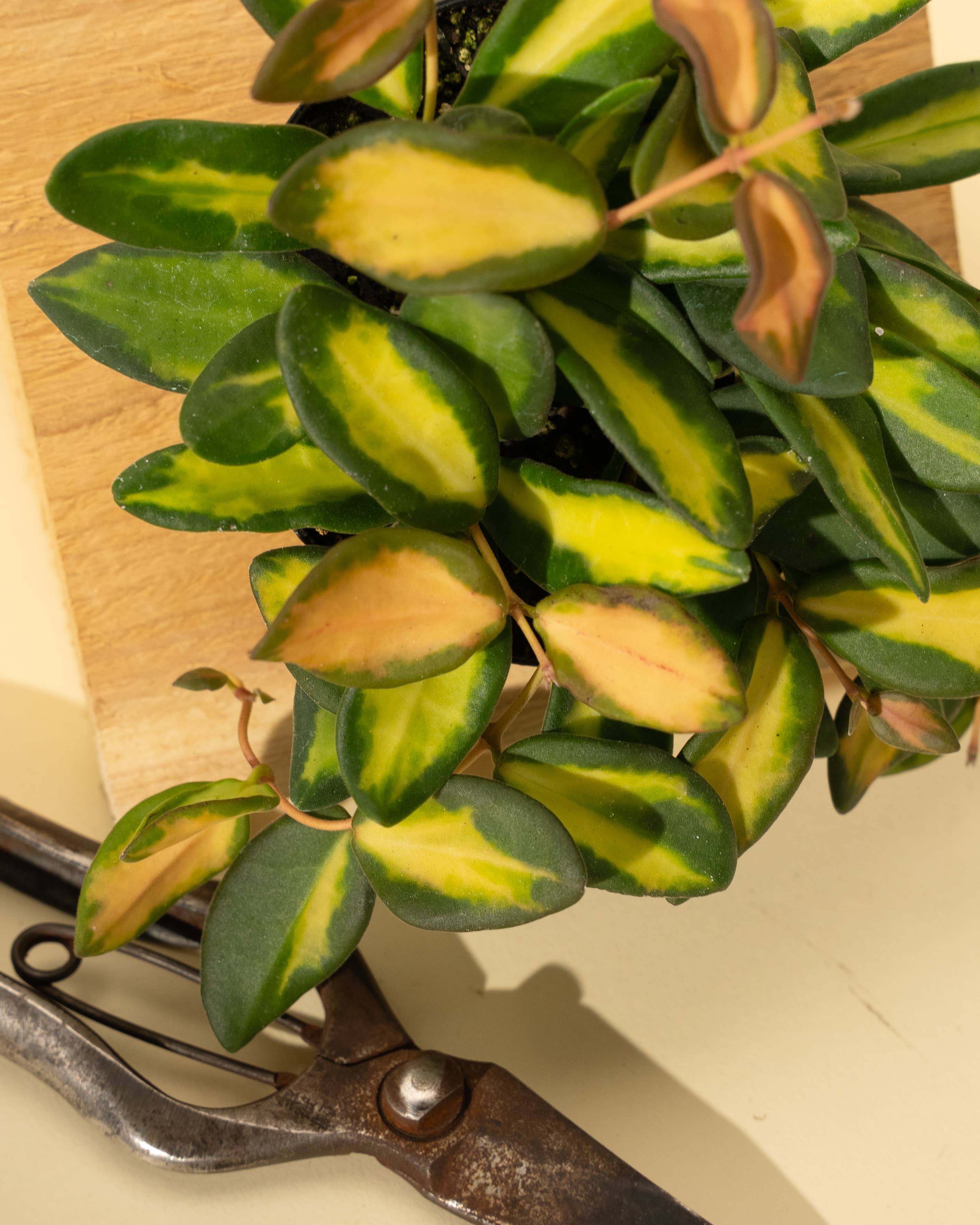 BWH Plant Co - Wholesale Live Plant - 4" Hoya 'DS70' Variegated3