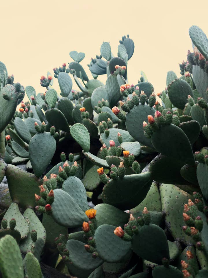 Cacto Bloom Nº1 por atacado de Wilder California