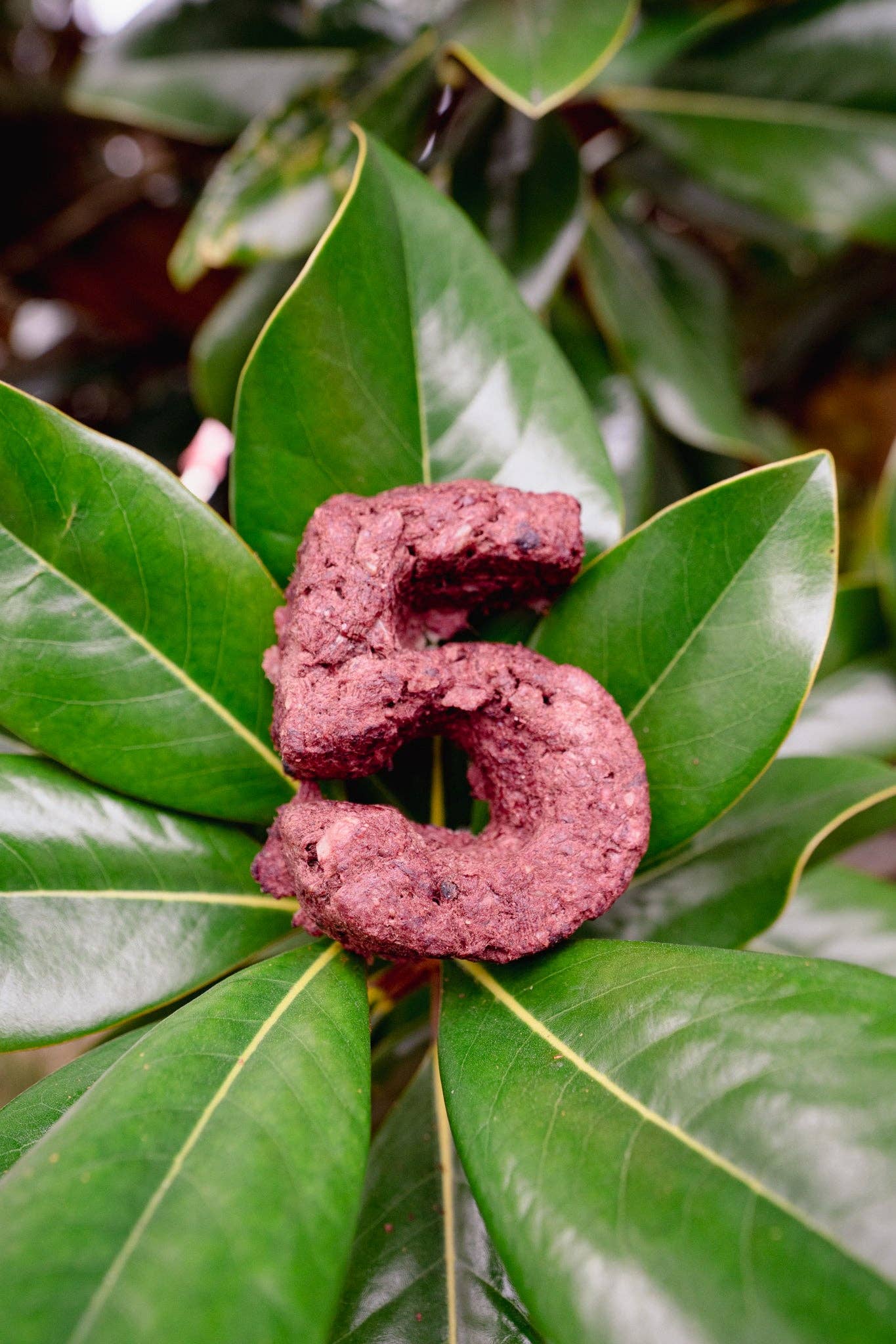 Love Liparu - Wholesale Pet Treats - Dog - MEAT NUMBER | Freeze-Dried Dog + Cat Treat5