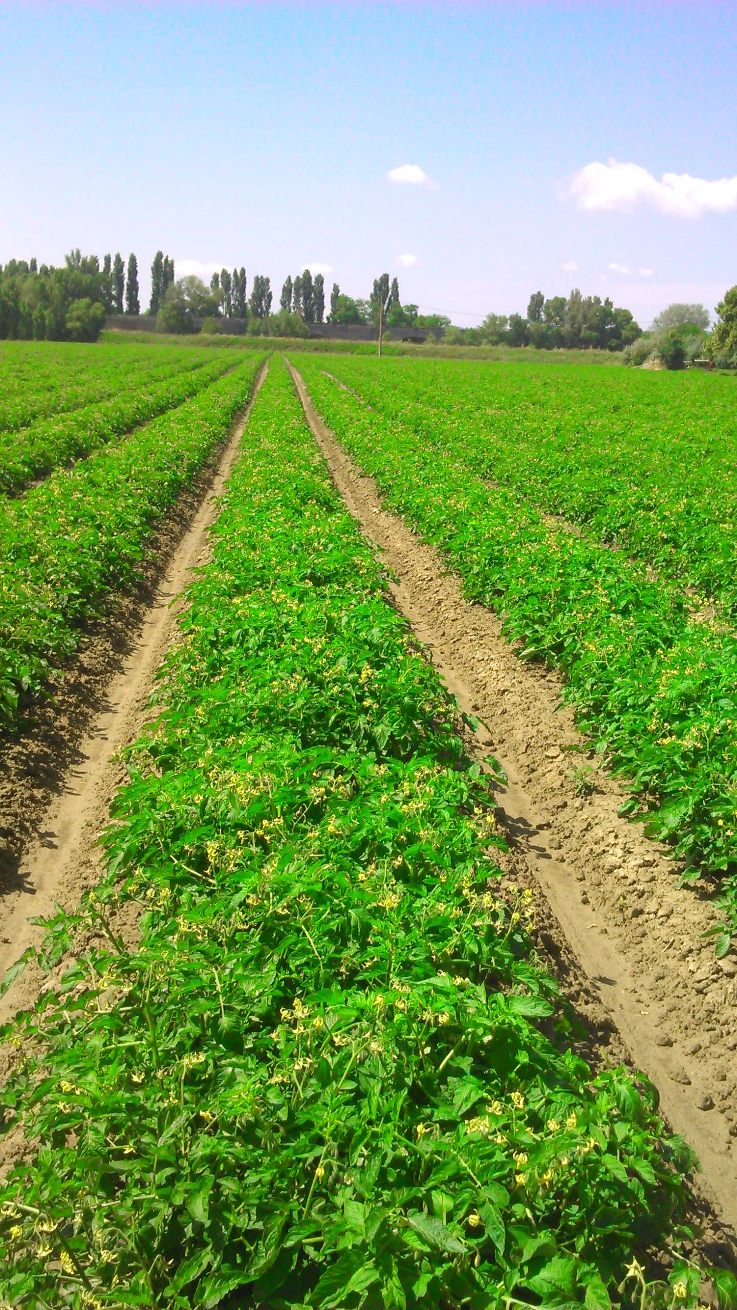 CONSERVES GUINTRAND - Wholesale Sauce - Whole peeled tomatoes with juice PG 720 ml (jar)1