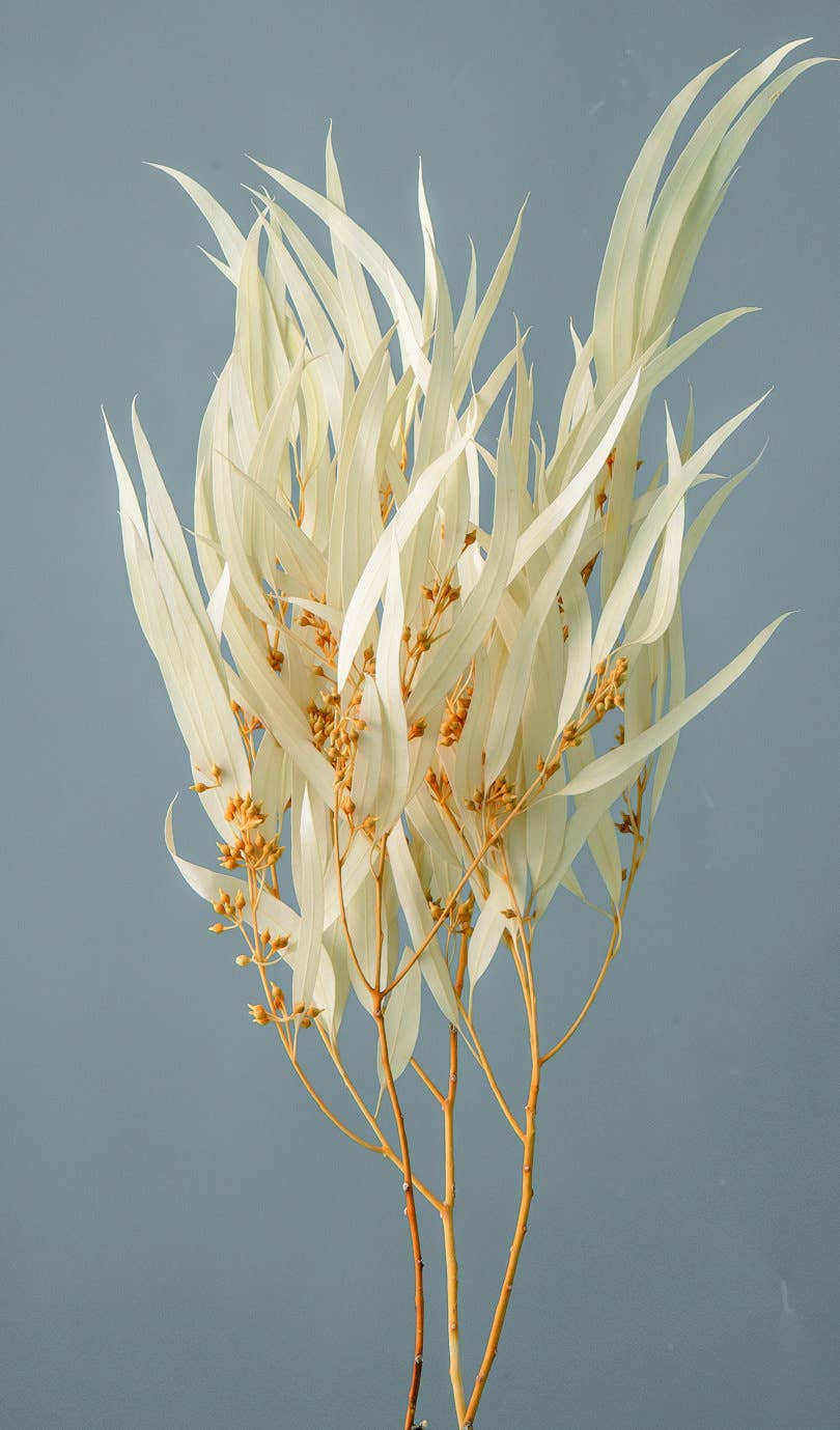 2626 Designs - Wholesale Dried/Pressed Flowers - Dried Preserved Eucalyptus Exotica with Leaf|Realistic Decor1
