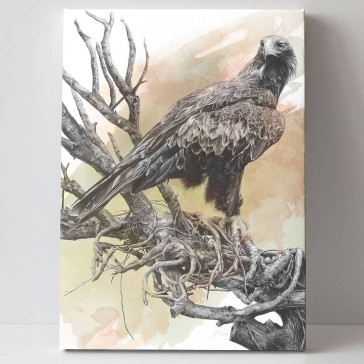 Fiona Francois Art - Wholesale Art print - 'Wedge-tailed Eagle Colour' canvas print