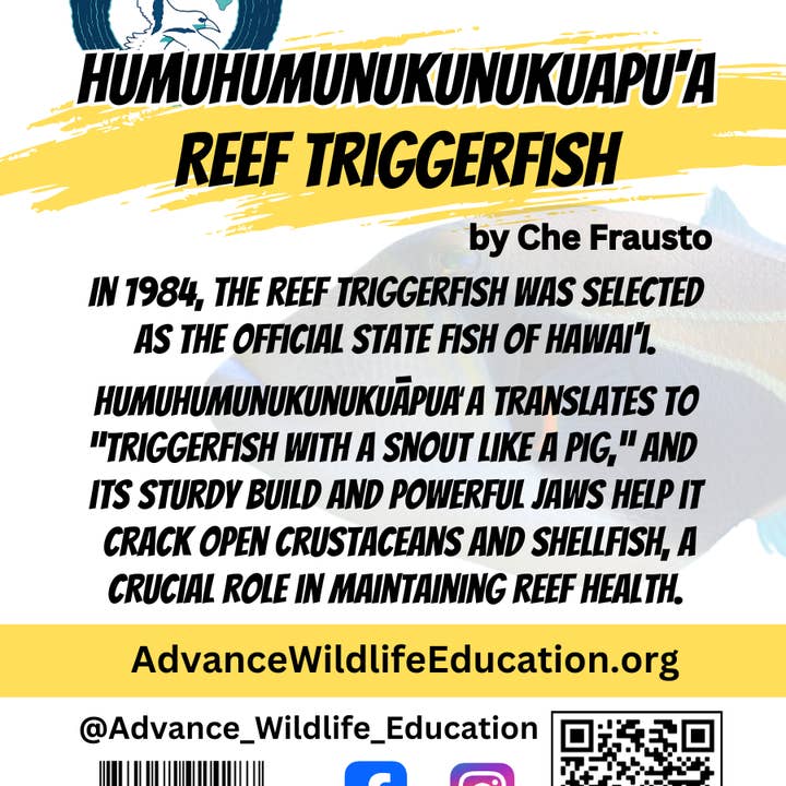 Advance Wildlife Education LLC - Wholesale Lapel Pin/Button - Enamel Pin Humuhumunukunukuapuaua Reef Triggerfish