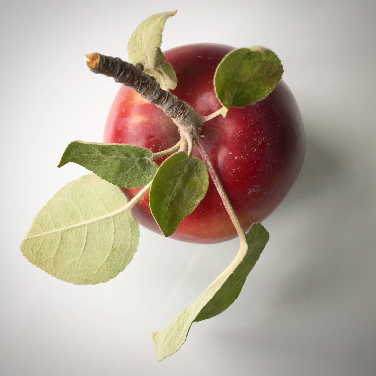 Potting Shed Creations, Ltd. - Wholesale Plant Seeds - Tree To Be | Apple | Teacher Thank you gift | Kid Activity6