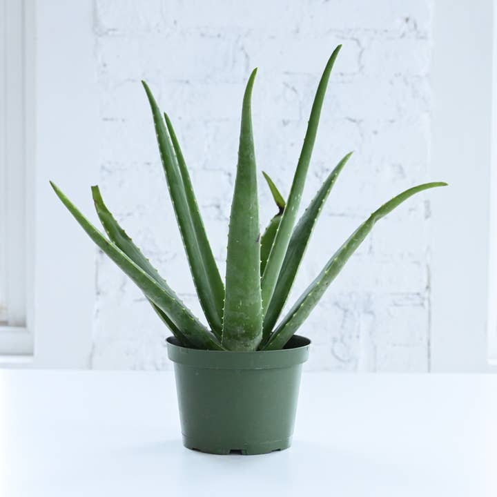 Aloe Vera Plant - Live Plant for wholesale by Thorsen's Greenhouse