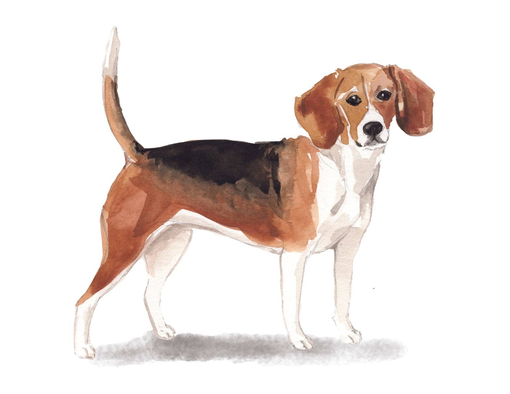 Bourbon & Bacon - Wholesale Stationery/Notecard Set - Beagle Note Cards0