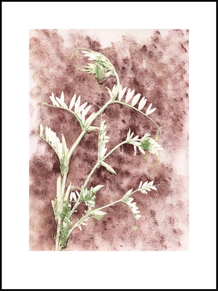 Vicia earth for wholesale by Pernille Folcarelli USA