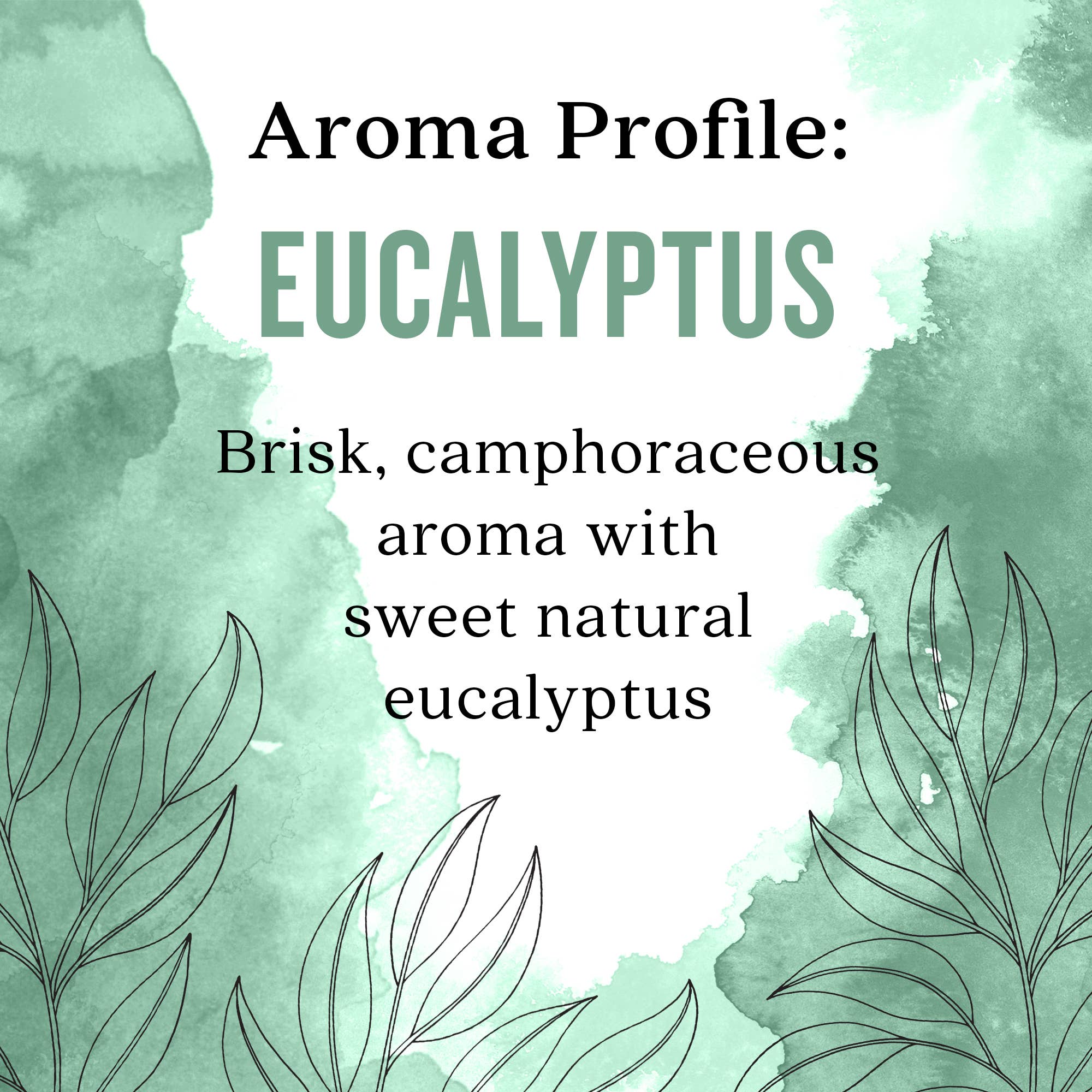 Aura Cacia - Wholesale Essential Oil - Eucalyptus 100% Pure Essential Oil, 0.5 fl oz3