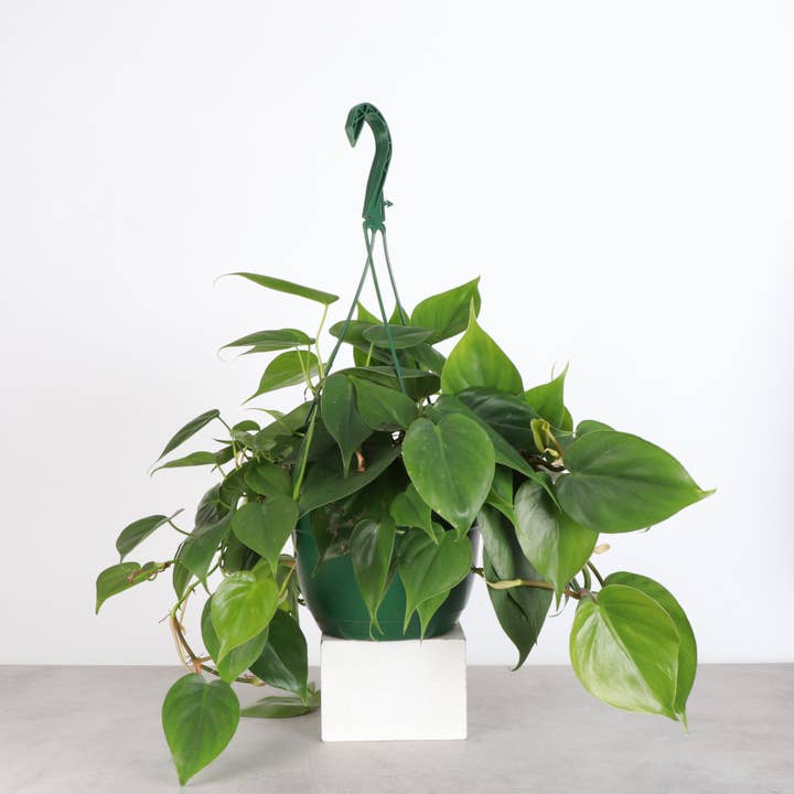 Thorsen's Greenhouse - Wholesale Live Plant - Philodendron Hanging Basket - 8" Live Plant