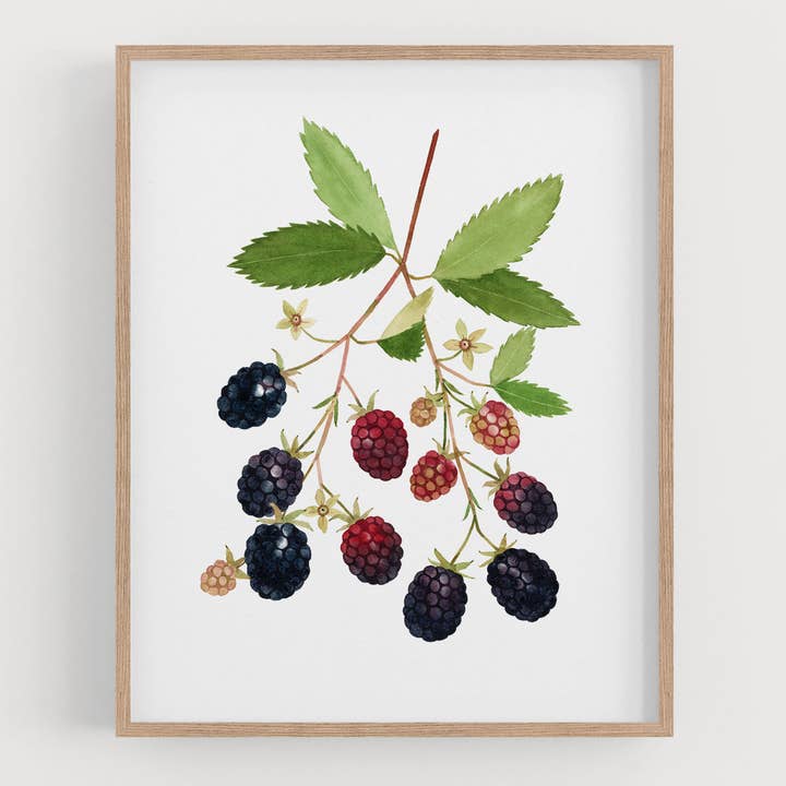 Impression d'art de mûres pour la vente par May We Fly