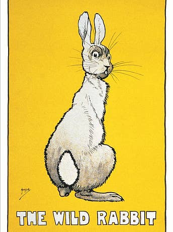 THE WILD RABBIT for wholesale by Clanna Cards