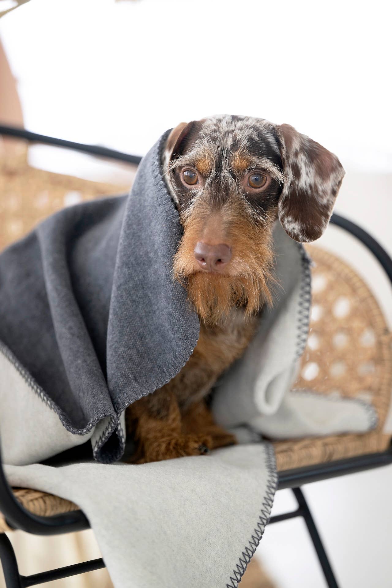 LABONI - Volentis GmbH – Großhandel Haustierdecke – Katze/Hund – REVERSO – Stilvolle Wende-Decke für anspruchsvolle Hunde18