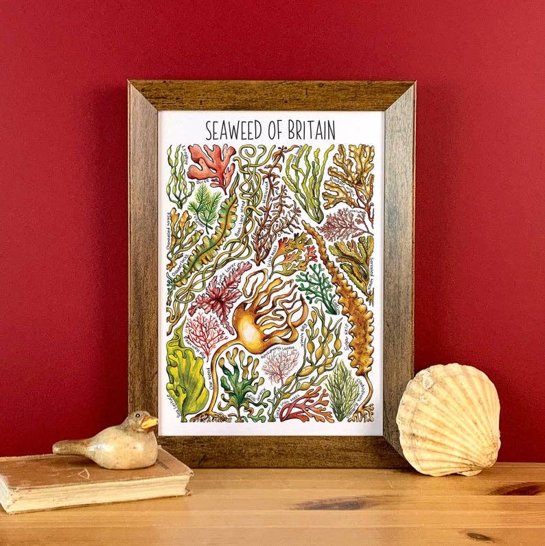 Alexia Claire Ltd - Wholesale Postcard - Seaweed of Britain Art Blank Postcard2