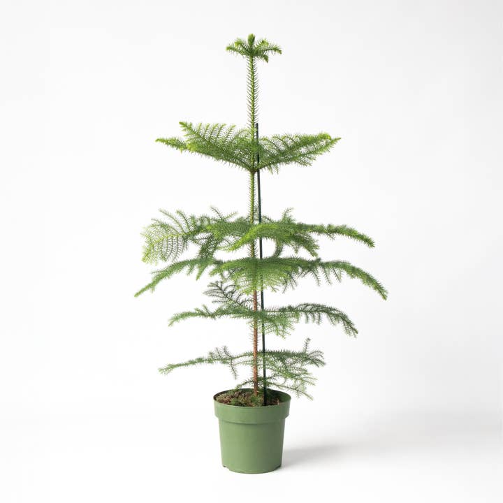 Oasis of Life - Wholesale Live plant - Norfolk Island Pine – Araucaria heterophylla – Height 70–80cm – Ø21cm – Evergreen Houseplant & Sustainable Christmas Tree Alternative – Tropical Araucaria from Australia – Easy to Care for & Long-lasting
