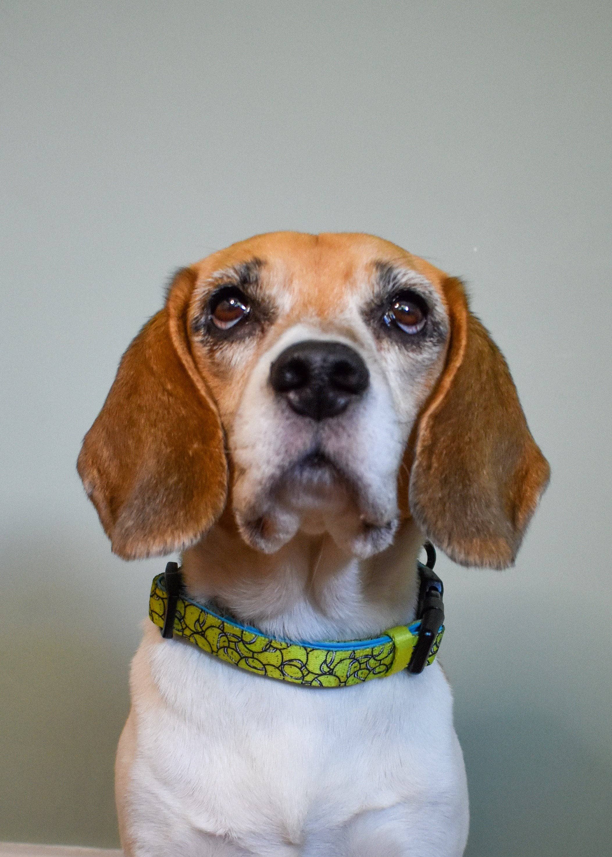 Giddings Gifts - Wholesale Pet Collar - Dog - Tennis Ball Dog Collar7