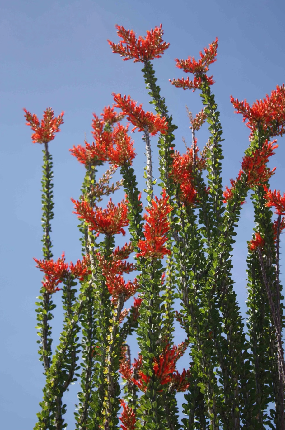 Bhava Wellness - Wholesale Essential Oil - Ocotillo Flower Essence4