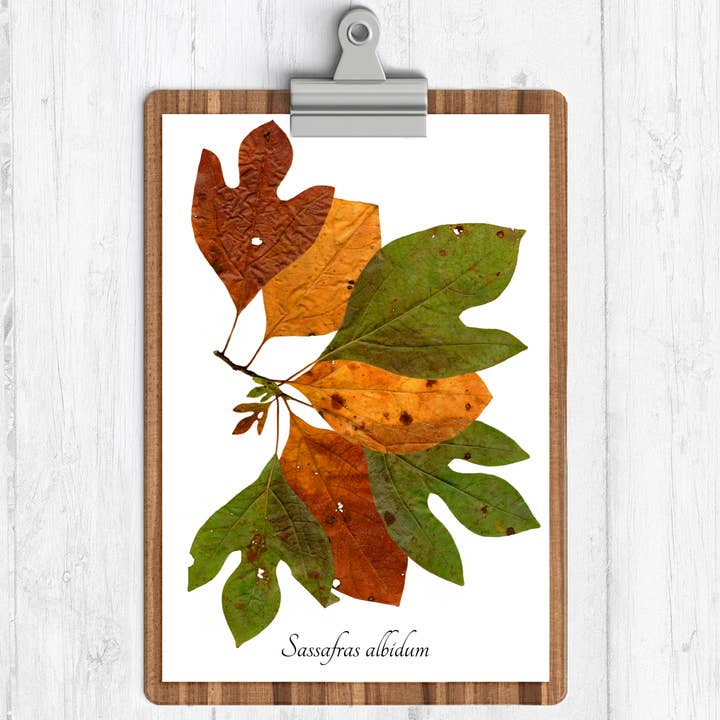 Autumn Leaves Sassafras Botanical Print for wholesale by Ecobota