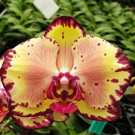 Phalaenopsis Miki Crown '16' SM/TOGA 2.5" | Planta de interior rara para venta al por mayor de OrchidBox