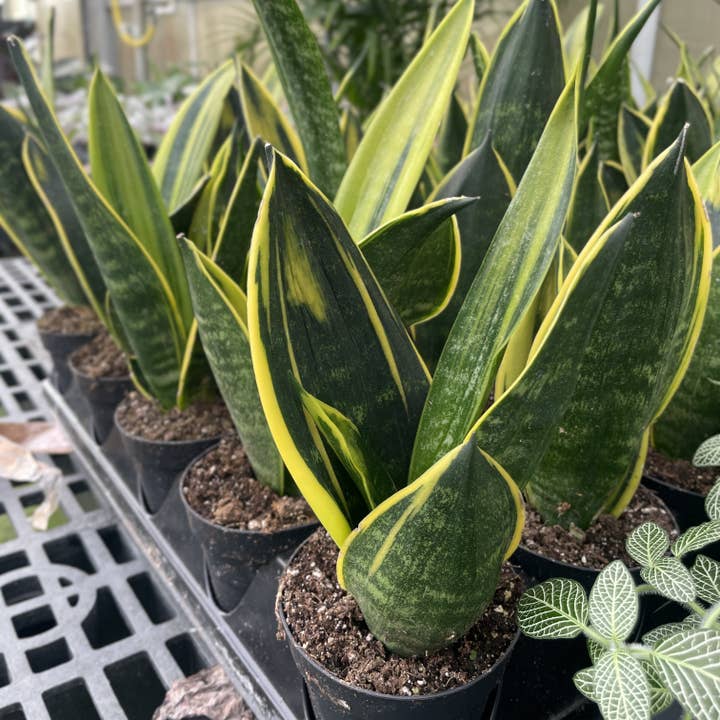 Thorsen's Greenhouse - Wholesale Live Plant - Snake 'Golden Flame' - 4" Live Plant