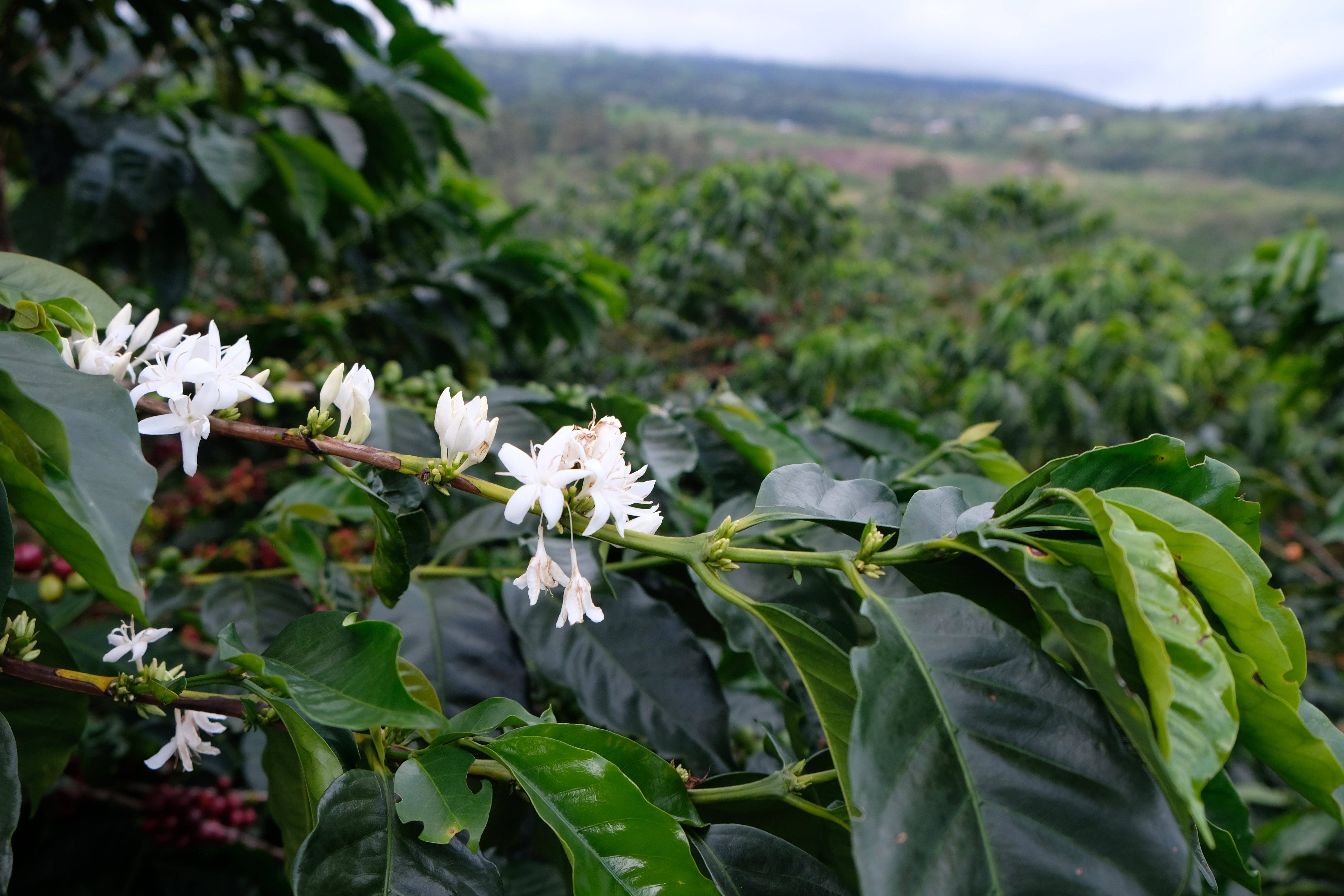 Paso Paso - Farmer Owned Coffee - Wholesale Coffee Beans - Costa Rica - Diego Robelo - Grand Peaberry Washed2