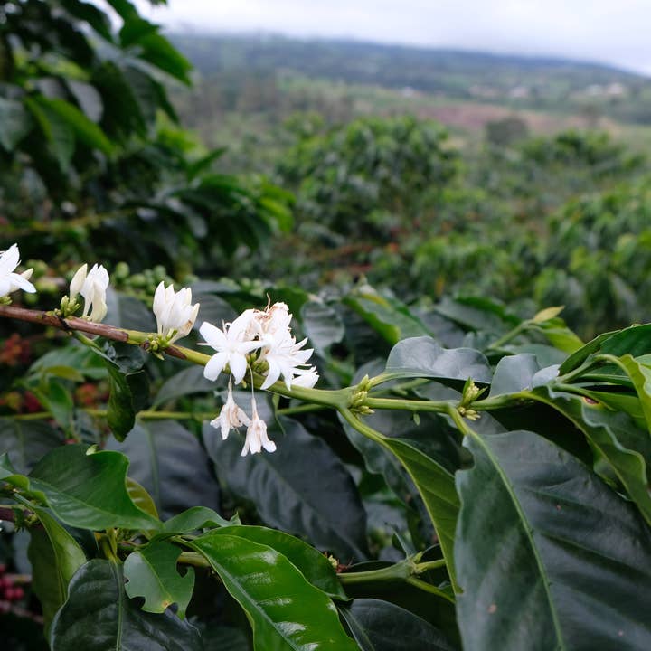 Paso Paso - Farmer Owned Coffee - Wholesale Coffee Beans - Costa Rica - Diego Robelo - Grand Peaberry Washed2