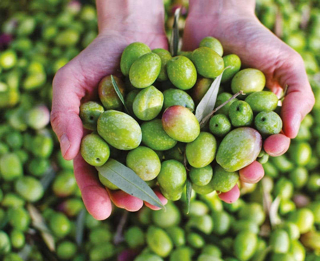 BENVOLIO.BIO by Wizebite S.r.l. SB - Wholesale Olive Oil - BENVOLIO 100% Italian Extra Virgin Olive Oil 500ml6