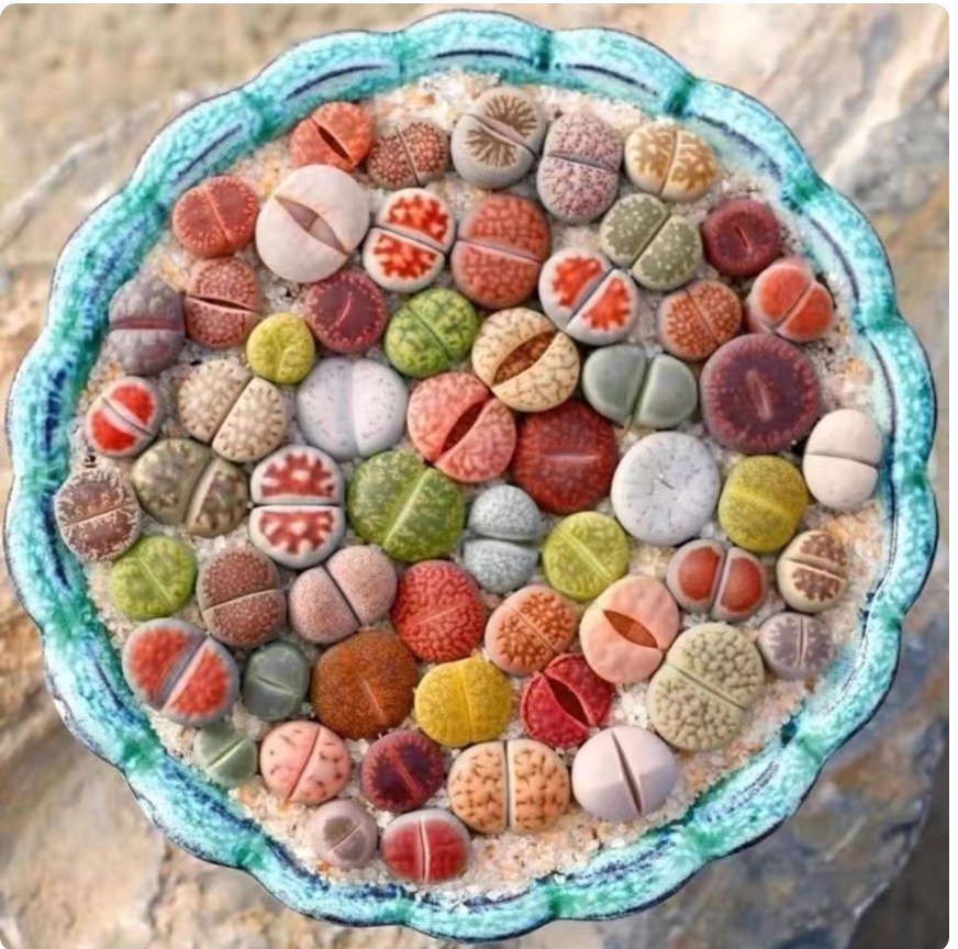 Secret Succulent Garden - Wholesale Succulent - Assorted Large Lithops – Bare Root (0.8", 4 Years Old)1