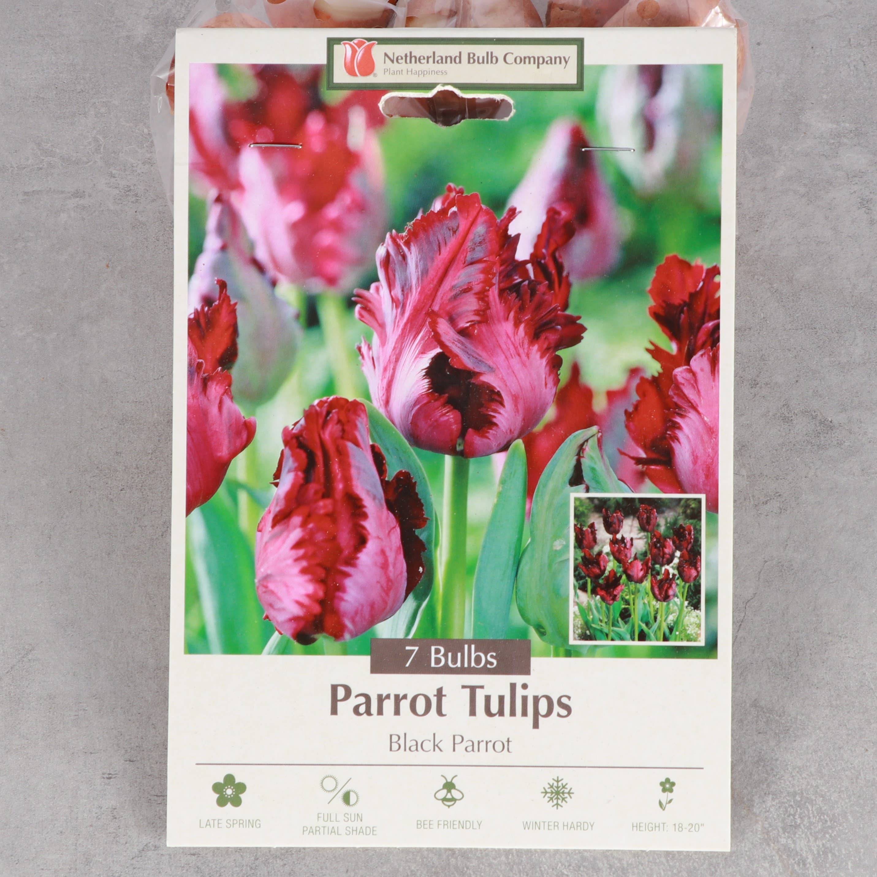 Thorsen's Greenhouse - Vente Plante - Bulbes de tulipes - Plusieurs variétés - Plantes vivaces12