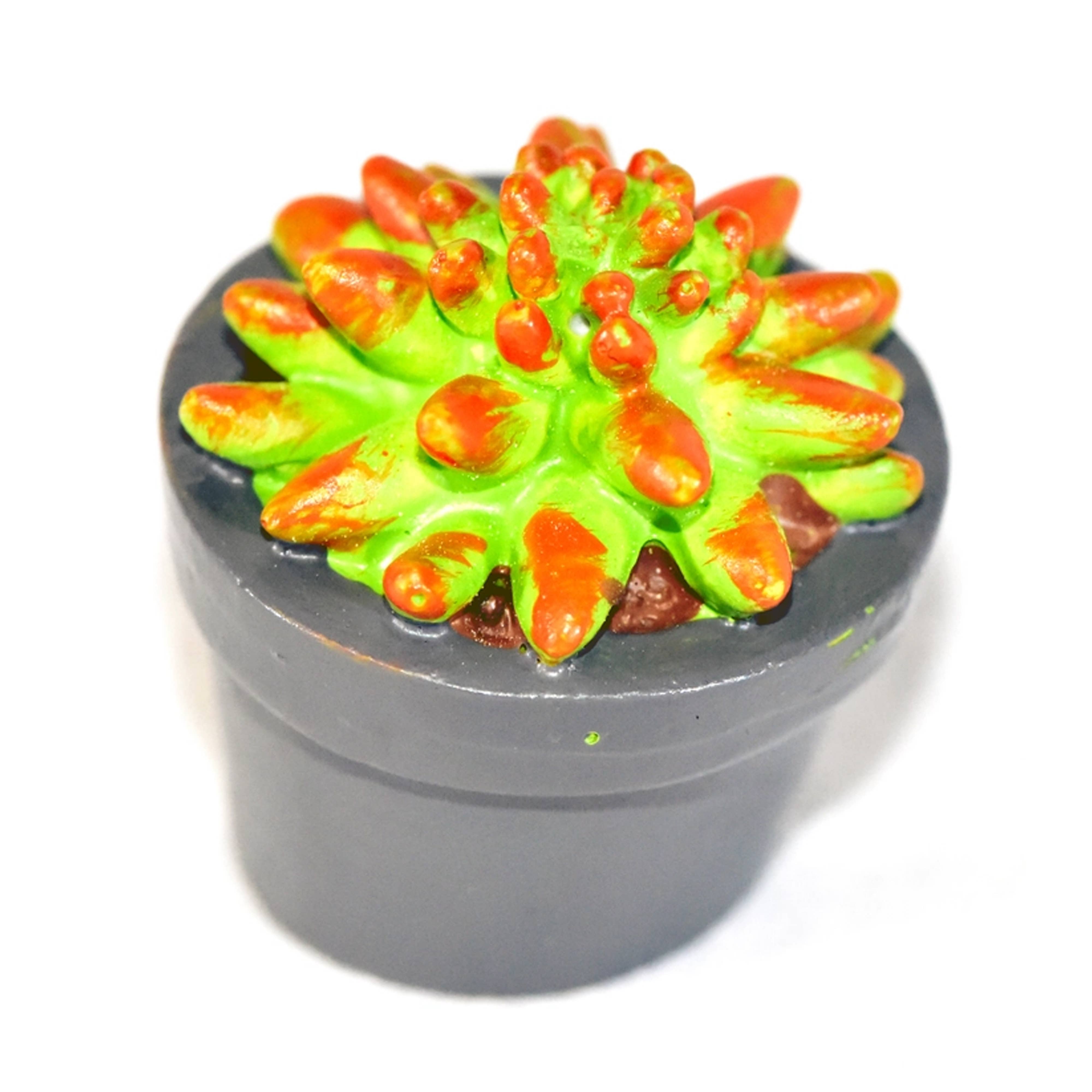G & F Products - Vente Succulentes - Jardin Miniature Succulent, 4 pc4