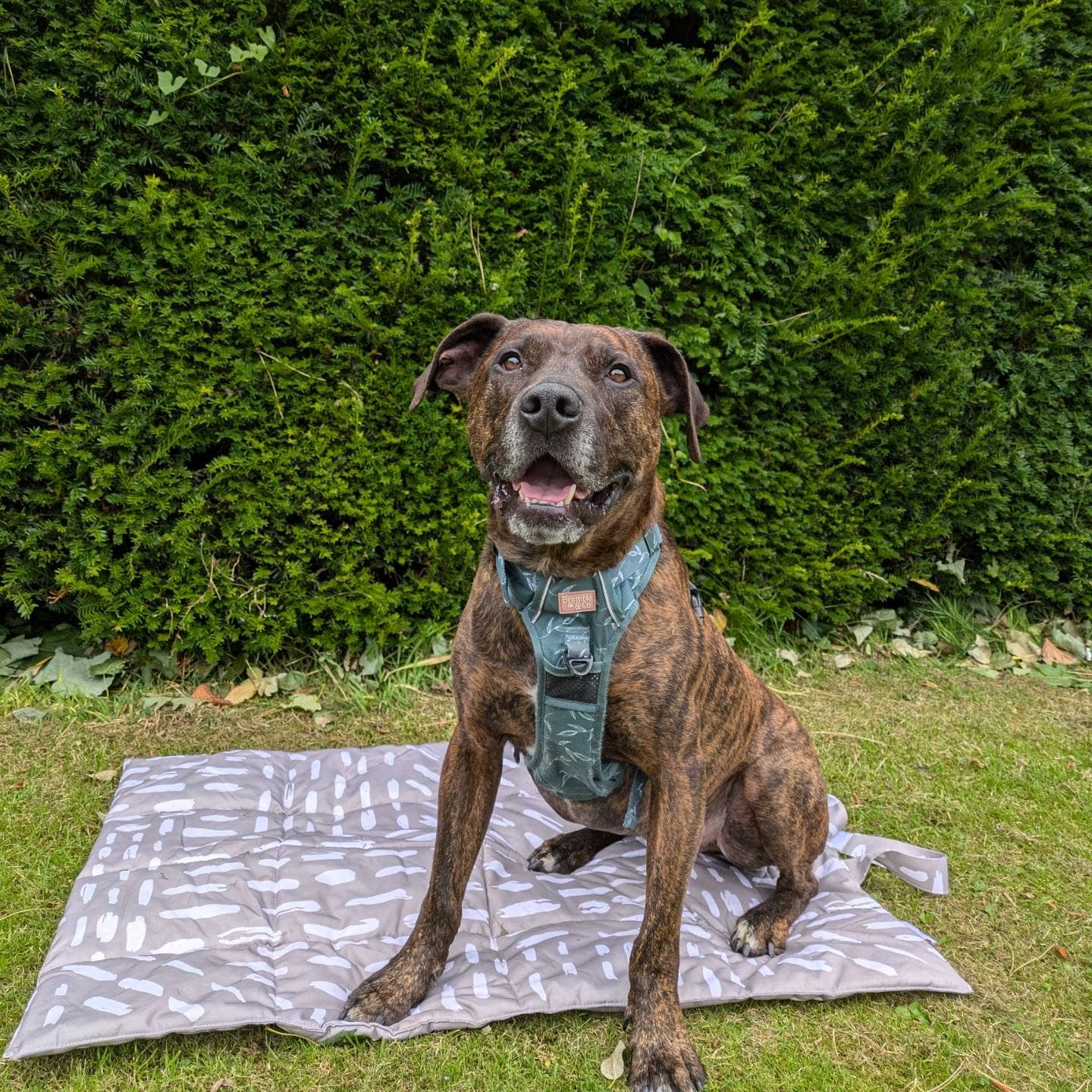 Bramble & Co - Venta al por mayor Esterilla - Perros - Alfombrilla de Viaje - La Neutralidad de los Sentimientos10