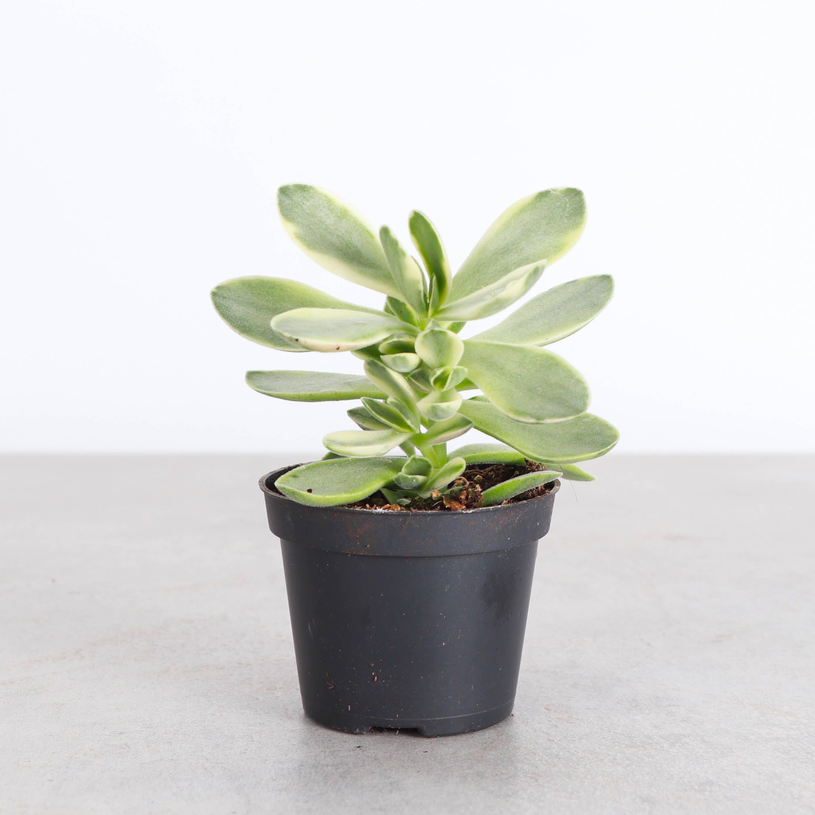 Thorsen's Greenhouse - Wholesale Succulent - Variegated 'Money Maker' Jade Plant -  2" Live Plant1