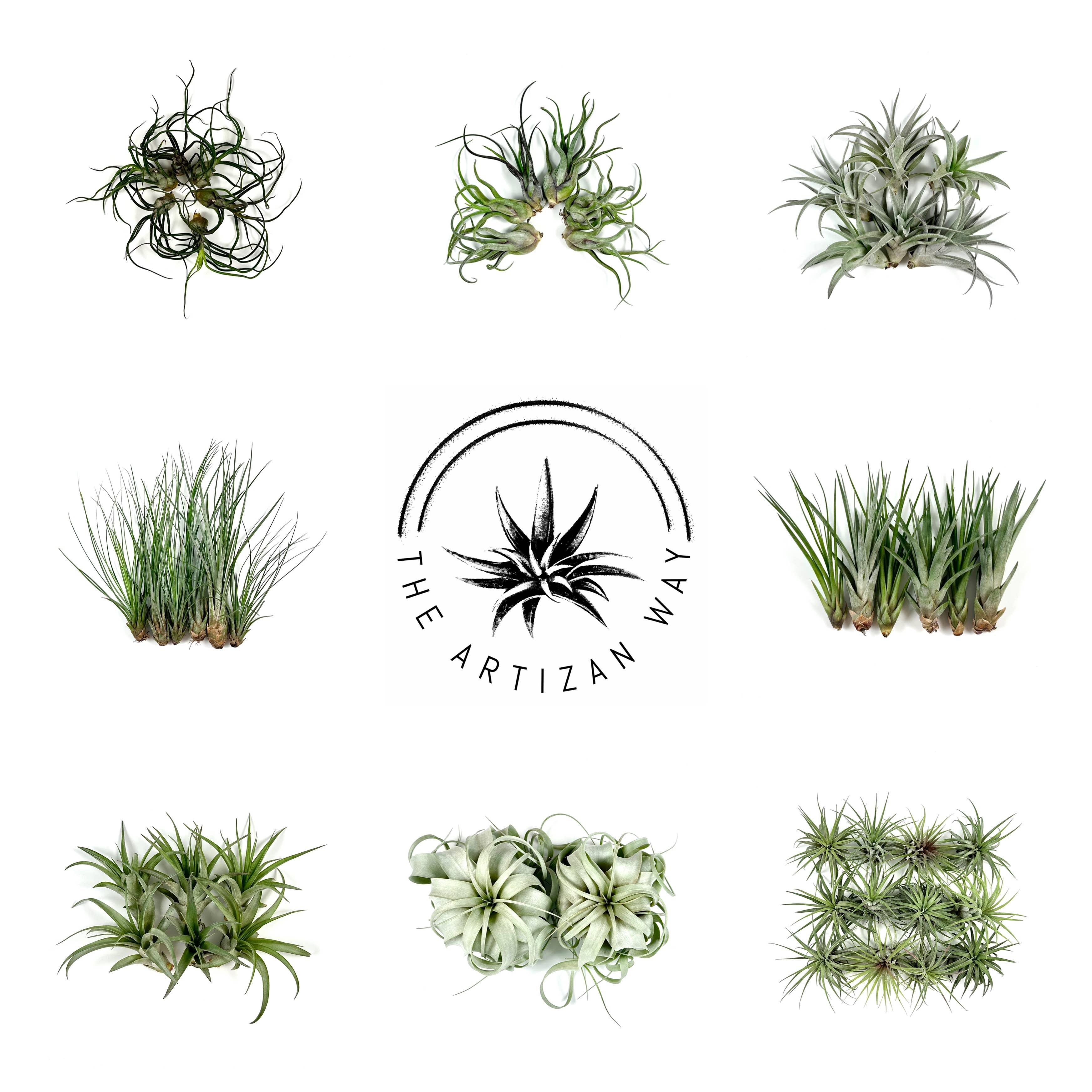 The Artizan Way - Vente Plante - The Essentials Plus - Ensemble de plantes aériennes (50 plantes)1