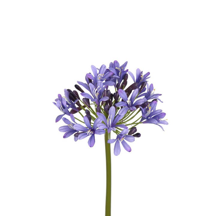 Agapanthus Stem - 27 Inch - Purple for wholesale by Mills Floral Company