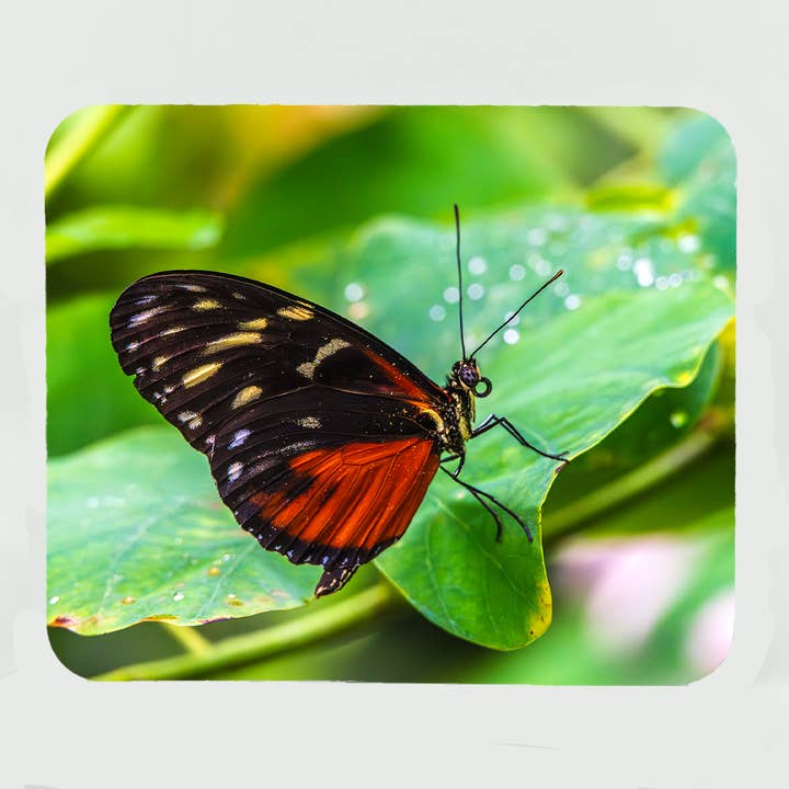 Mouse Pad-Creamed Spotted Tigerwing Butterfly for wholesale by Mike Ring Photography