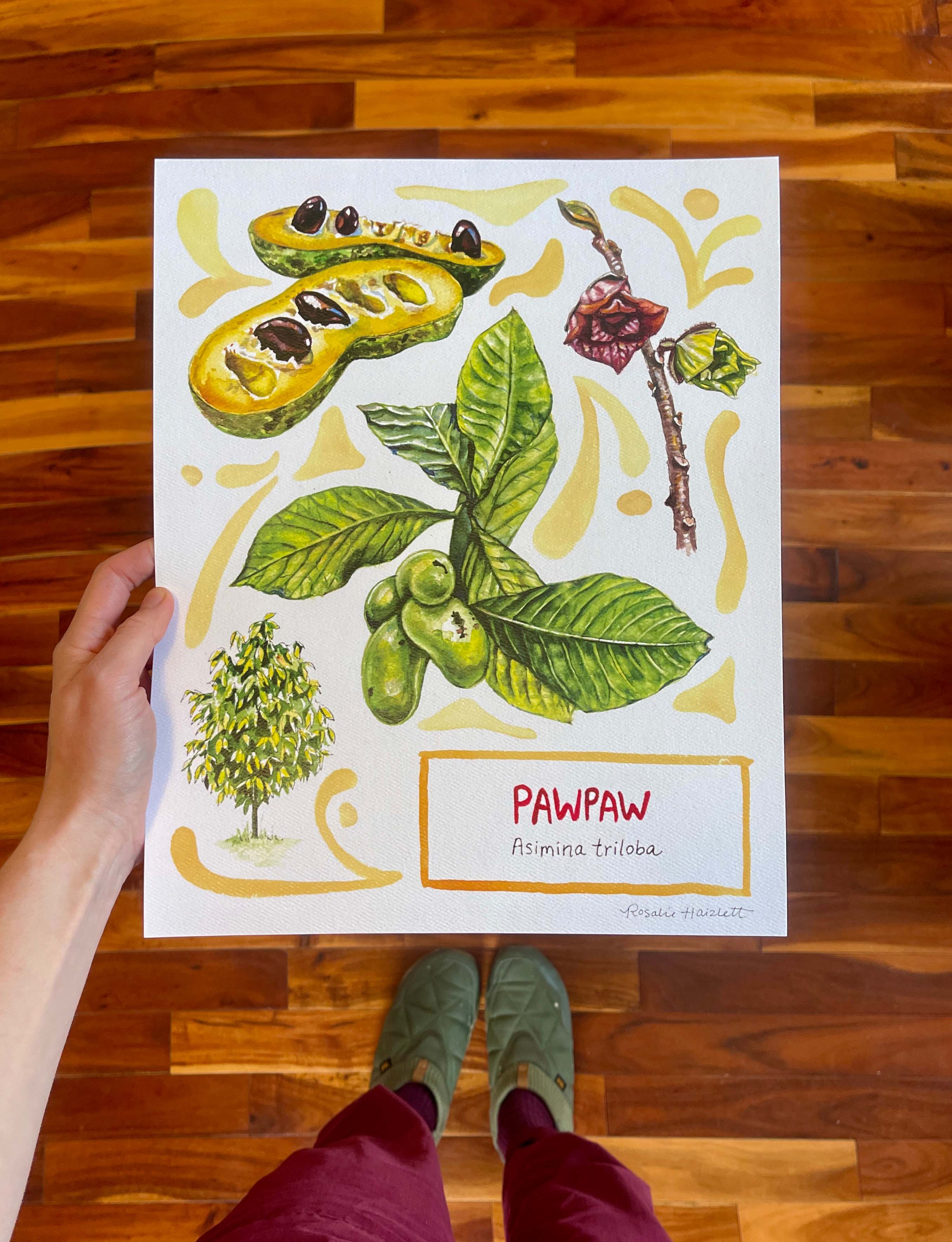 Rosalie Haizlett Illustration - Wholesale Art Print - Pawpaw - Watercolor Art Print2