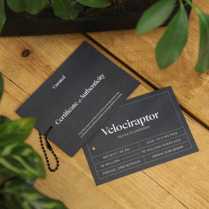 Curated Studio – Engroshandel 3D-vægkunst – Velociraptor Tooth Real Dinosaur Fossil Box-ramme2