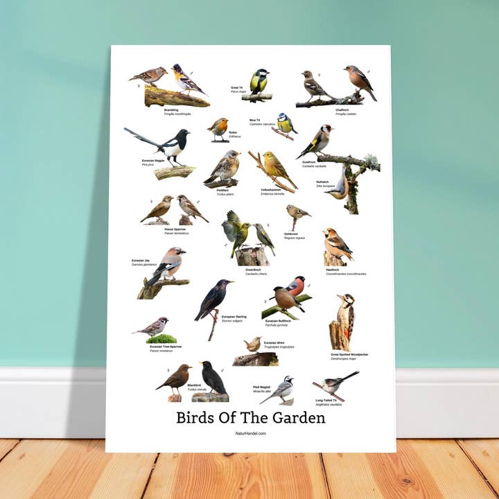 Poster Uccelli del Giardino per la vendita all'ingrosso da parte di NaturHandel.dk