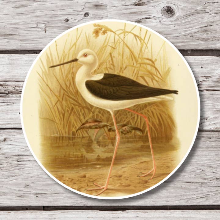 Autocollant de Pluvier à longues pattes, Autocollant d'oiseau pour la vente par NatureCuts