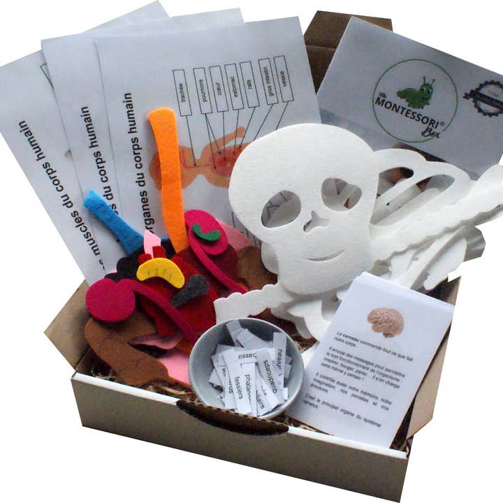 Mamontes Soribox - Den menneskelige krop for engroshandel hos MaMontessoriBox