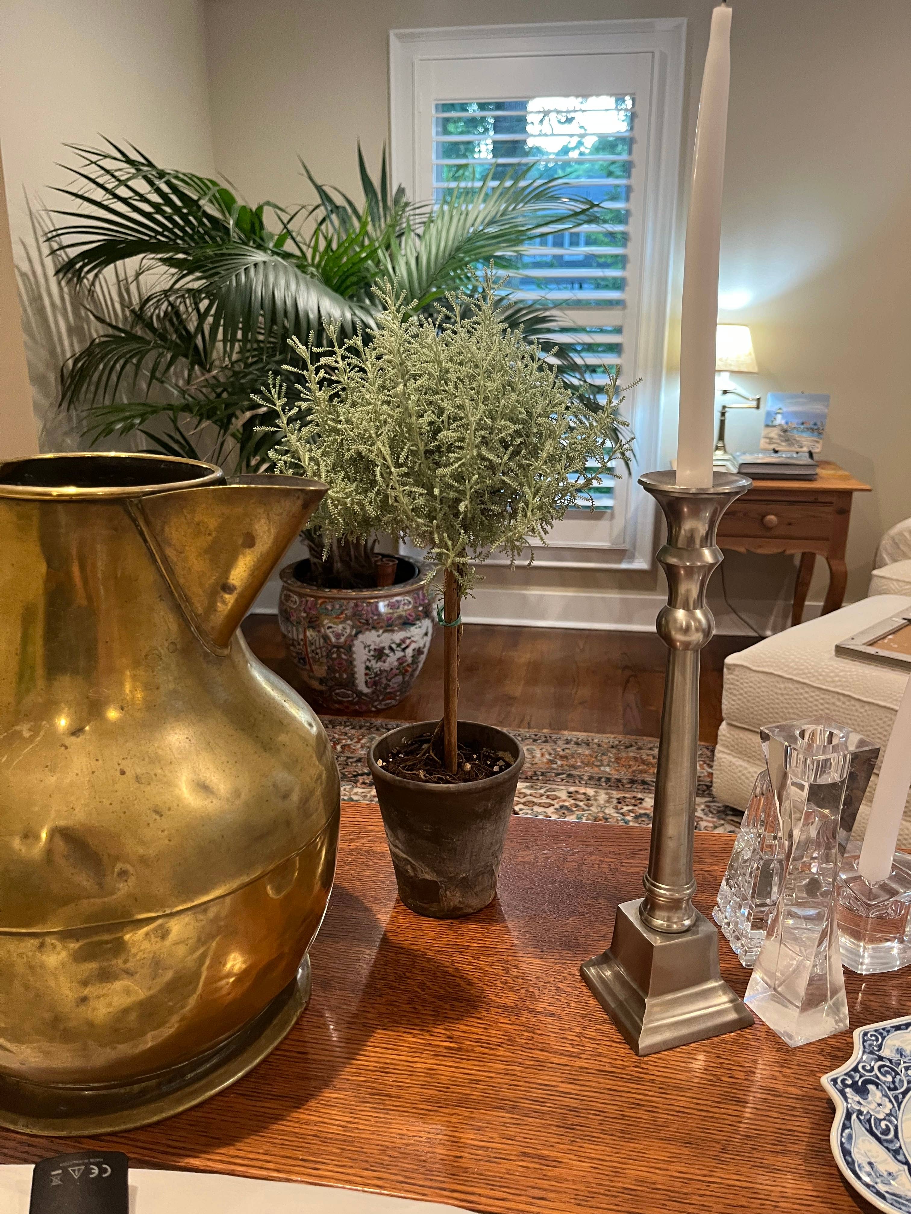 Sunrise Topiaries - Wholesale Live Plant - Live Cotton Lavender Topiary in 4 inch pot1